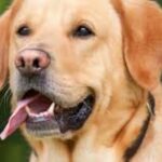 Douala, une femme portée disparue retrouvée morte à la morgue de tergal après un accident de la route